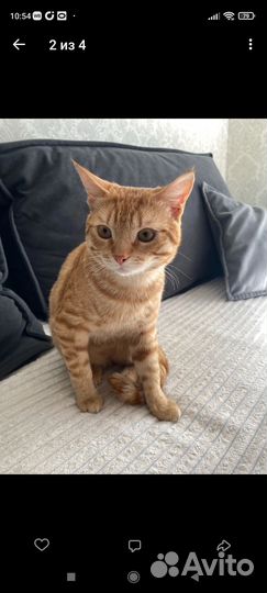 Котик. Кастрат