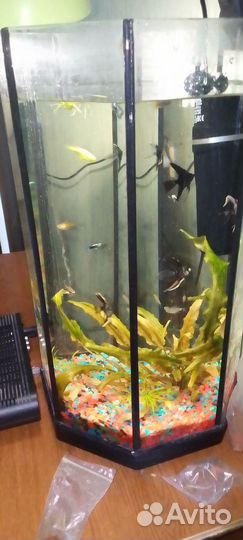 Аквариум