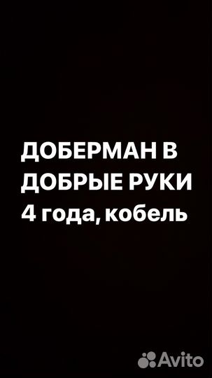 Доберман в добрые руки