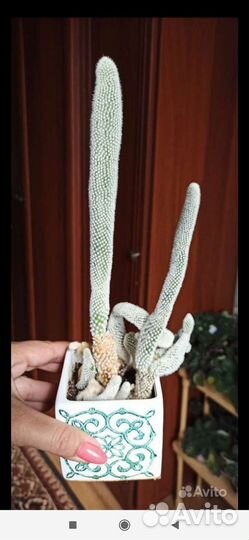 Кактус опунция, маммилярия