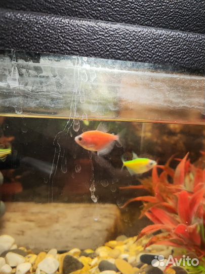 Аквариум с рыбками
