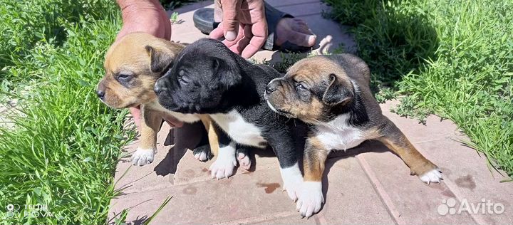 Американский стаффордширский терьер помесь