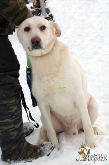 Метис лабрадора Белый