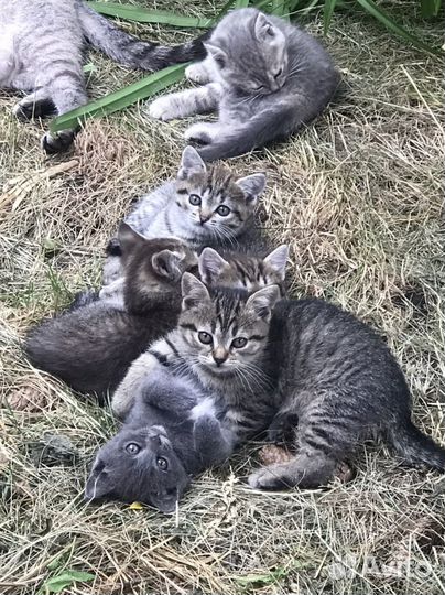 Британская кошка