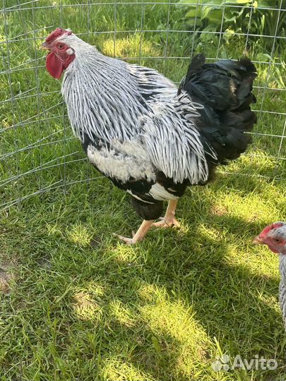 Ия Виандот Сильвер партридж