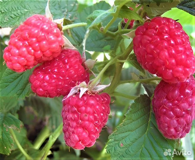 Саженцы малины карамелька