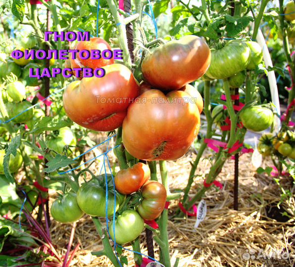 Набор семян 