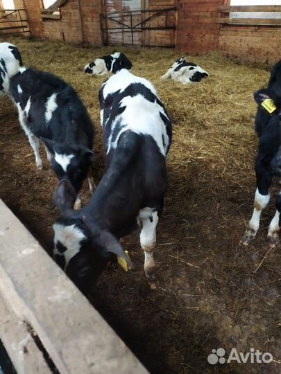 Бычки,телята