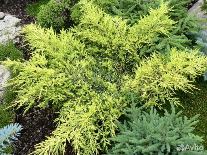 Желтые можжевельники