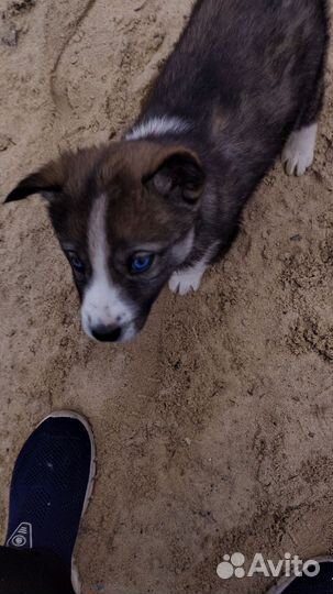 Двортерьер