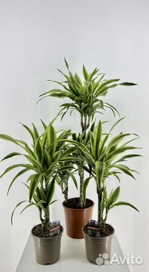 Пальма драцена фрагранс Лемон Лайм, сочная