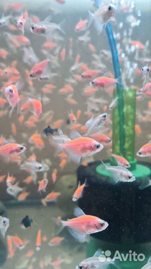 Вишневый Барбус Тернеция гло Апистограмма Неон