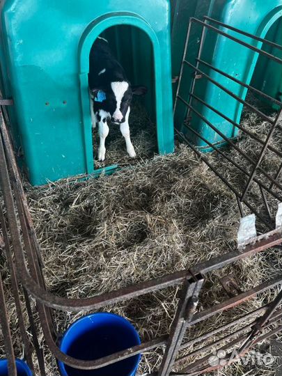 Здоровые телята бычки с доставкой до дома