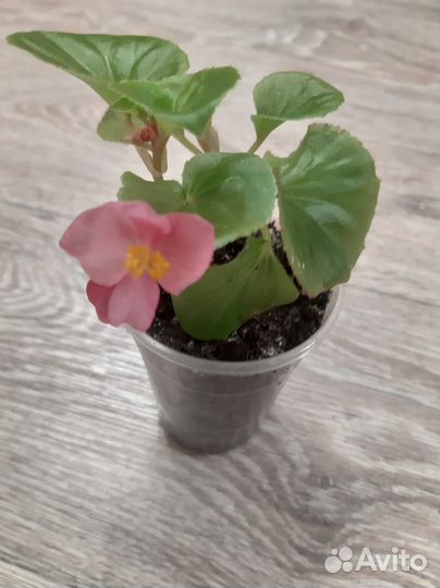 Комнатные растения цветы