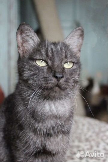 Британка Шуша