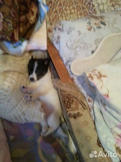 Очень маленькая девочка в добрые руки