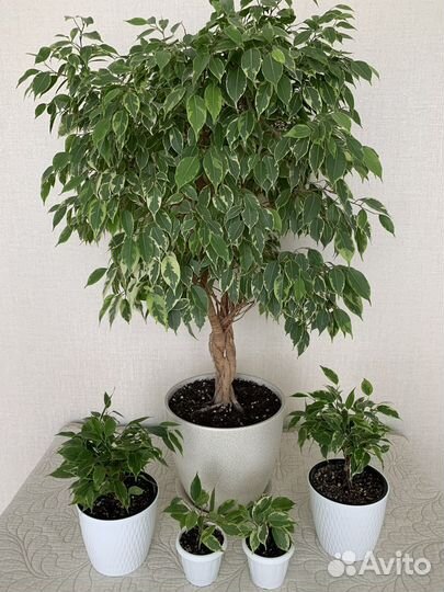 Фикус бенджамина