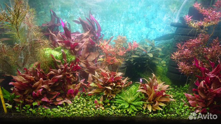 Аквариумные растения, рыбки, мхи, креветки, раки