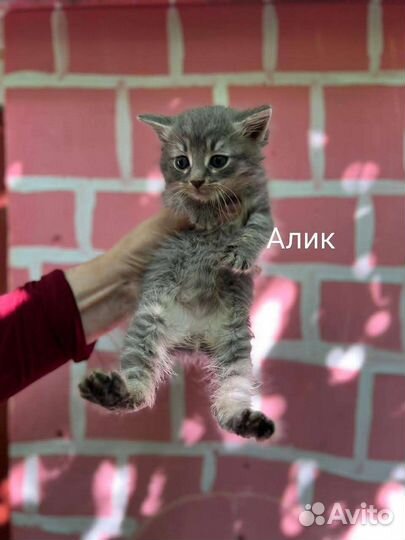 Котята и взрослые котики ищут дом