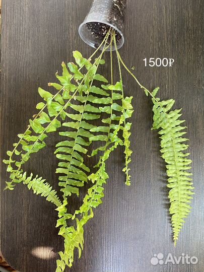 Папоротник Нефролепис Tiger Fern var