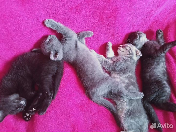Продам котят