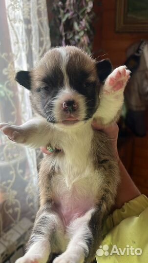 Щенки корги