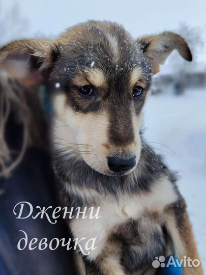 Щенки бесплатно