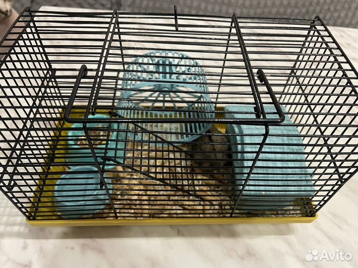 Джунгарский хомяк с клеткой