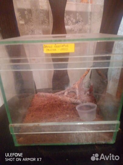 Террариум для паука