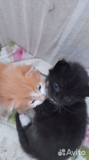 Черный котенок