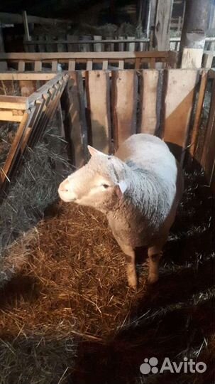 Бараны на курбан,баранина ягнятина