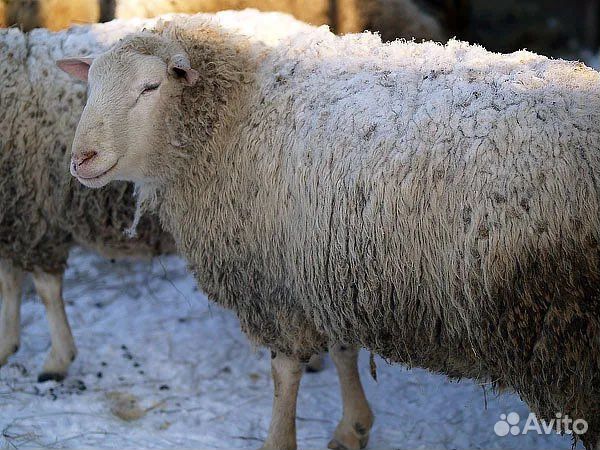 Куйбышевский баран