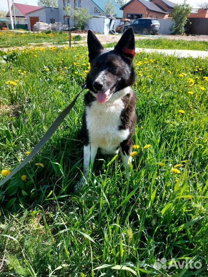 Отдам собаку в добрые руки