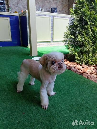 Грумер на дом