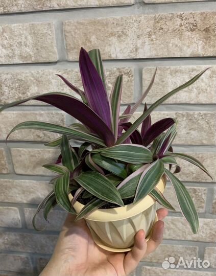 Традесканция рео