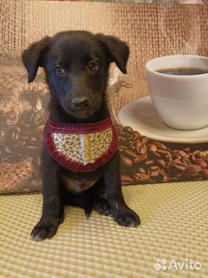 Милые щенки ищут дом