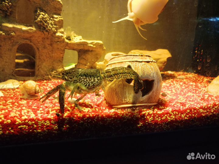 Мраморные раки, улитки ампулярии