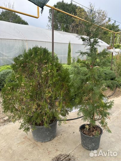 Продам кипарис и туйки