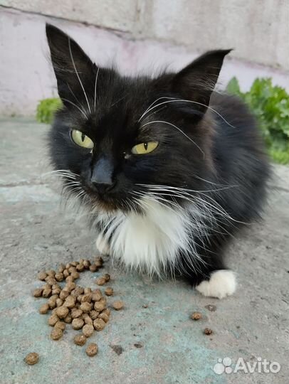 Кошка ищет дом