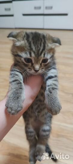 Вислоухие котята