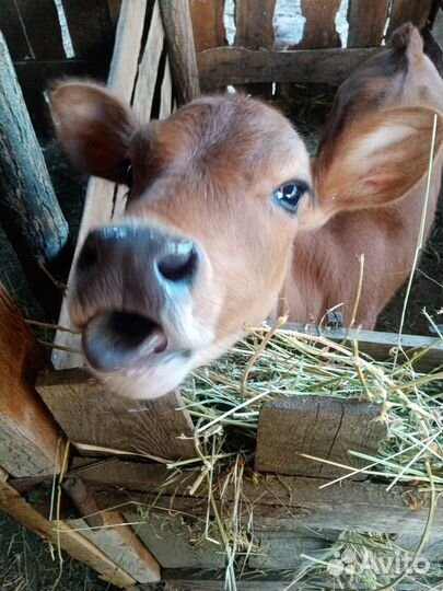 Джерсейская телочка