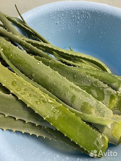 Алоэ листья