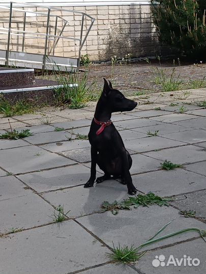 Той-терьер щенки