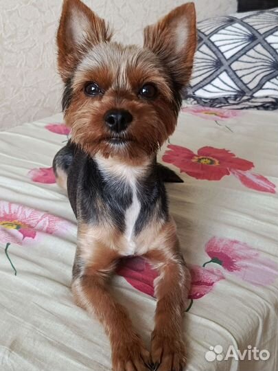 Йоркширский терьер