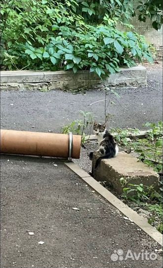 Котенок
