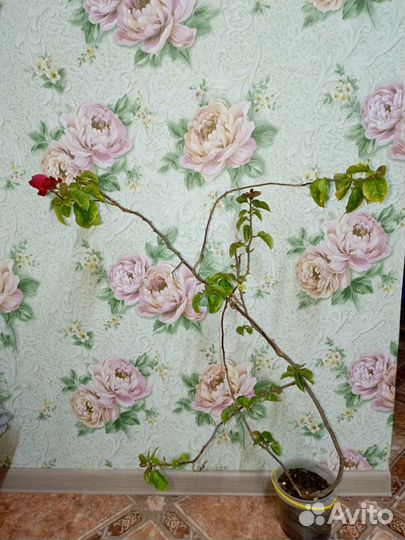 Бугенвиллея