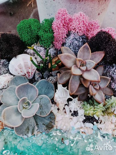 Флорариум, суккуленты, кактусы