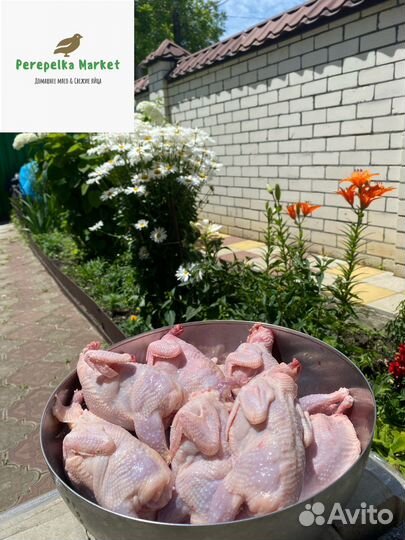 Свежее мясо и яйца перепела