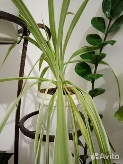 Хлорофитум