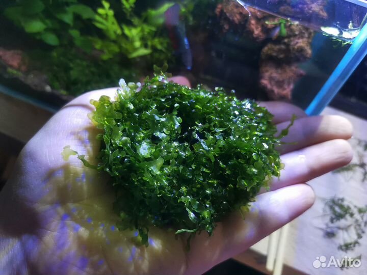 Рыбки и аквариумные растения акция